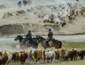 موسم الهجرة.. رحلة ملايين الأغنام والأبقار من الجبال الثلجية لصحراء الصين