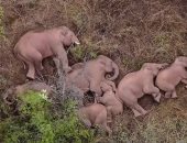 نفوق مئات الأفيال والحمير الوحشية بسبب الجفاف فى كينيا