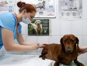 ديلى ميل:لقاح روسي ضد فيروس كورونا للحيوانات الأليفة يوفر حماية عالية 