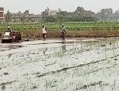 أحدث طرق زراعة الأرز فى كفر الشيخ .. تفاصيل نجاح تجربة ترشيد المياه.. فيديو