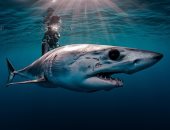 أسد البحر وسمك القرش.. الصور الفائزة في مسابقة الأمم المتحدة للمحيطات..ألبوم صور