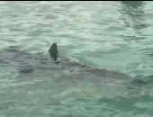 لحظة مخيفة.. أسماك القرش تحوم حول ثلاث نساء على عوامة فى فلوريدا "فيديو"