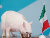 بطولة اليورو.. القط أخيل يتوقع فوز إيطاليا على تركيا فى لقاء الافتتاح