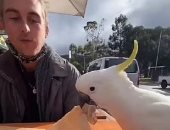 طائر لئيم.. ببغاء يخدع شاب ويسرق كيس طعامه على مقهى فى أستراليا "فيديو وصور"