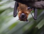 باحثون صينيون يكتشفون مجموعة من الفيروسات التاجية الجديدة فى الخفافيش