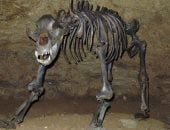 ثقب فى جمجمة دب عمره 3500 سنة..  هل عرف الإنسان صيد الحيوانات مبكرًا؟