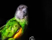 "بيشوى" يشارك صحافة المواطن موهبته فى التصوير