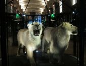 تقنية الواقع المعزز تعيد 11 نوعا منقرضا من الحيوانات لمتحف بباريس.. صور