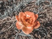 "جمال" يوثق موهبته فى فن التصوير الفوتوغرافى