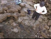  اكتشاف آثار أقدام آخر الديناصورات في إنجلترا.. سار على تراب المملكة قبل 110 ملايين عام