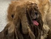 كلب تائه فى الغابات منذ سنوات يتحول إلى نجم سوشيال ميديا بسبب شعره الكثيف.. صور