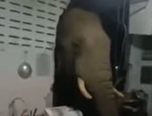 فيل يقتحم منزل مواطن تايلندى بحثا عن الطعام.. ويغادر بدون ضحايا