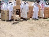ذبح الوعول السعودية تثير الجدل.. ونيابة المملكة تتوعد بـ10 سنوات حبس.. فيديو