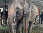 العثور على أفيال "مقيدة بالسلاسل حول أعناقها" بمعسكر تايلاندي .. صور وفيديو
