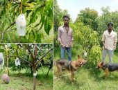 هندي يستأجر حراس وكاميرات مراقبة من أجل أغلى شجرة مانجو بالعالم.. فيديو وصور 
