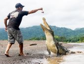 مروض تماسيح يستعرض مهارته على شواطئ كوستاريكا لترويج السياحة.. فيديو