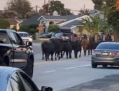 قطيع أبقار يهرب قبل ذبحه ويتجول في شوارع كاليفورنيا.. فيديو
