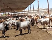 محافظ بورسعيد: استقبال محطة تسمين الماشية للمواطنين الراغبين فى حجز الأضاحى 