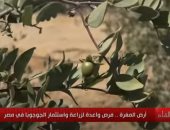 البحوث الزراعية: مصر الخامسة عالميا فى المساحات المنزرعة بـ"الجوجوبا"
