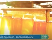 "صباح الخير يا مصر" يعرض تقريرا عن موسم حصاد عسل النحل.. فيديو