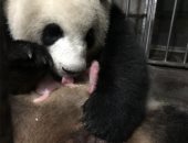 توأم الدب الصينى.. ولادة أنثى الدب العملاقة تعلن تأجيل انقراض الحيوانات النادرة..ألبوم صور