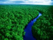 متى ظهرت أولى الغابات على الأرض؟ 