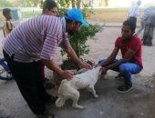 محافظ أسوان: تنفيذ حملات لتطعيم وتعقيم 200 كلب بالشوارع.. صور