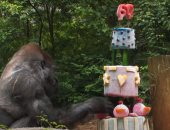حديقة حيوان تقيم عيد ميلاد لأقدم غوريلا في العالم.. فيديو وصور 