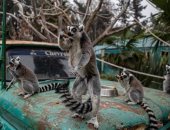 أكبر حديقة في تشيلي تجمع التبرعات لحماية الحيوانات.. ألبوم صور