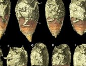 اكتشاف نوع جديد من الخنافس يعود تاريخه لـ230 مليون سنة فى روث ديناصور متحجر