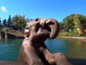 فيلة تستمتع بالسباحة فى الماء المثلج للتغلب على ارتفاع درجات الحرارة..فيديو