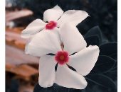 "هاجر" تشارك صحافة المواطن بصور فوتوغرافية للمناظر الطبيعية