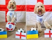الكلب ويلو يتوقع فوز منتخب إنجلترا على أوكرانيا فى يورو 2020.. صور