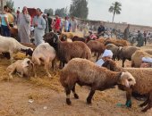 عودة الحياة لسوق الماشية فى بيلا مؤقتًا وسط إجراءات احترازية مشددة.. صور