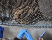 حديقة حيوان سان فرانسيسكو تلقح القطط والدببة والنمور ضد فيروس كورونا