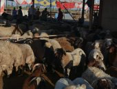 سوق القابوطى الجديد جنوب محافظة بورسعيد لبيع الأضاحى استعدادا للعيد.. صور