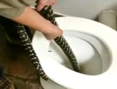 ثعبان ضخم يتسلل ويلدغ رجلا أثناء جلوسه على المرحاض