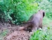 فيل مرح يستمتع بالانزلاق على الطين فى غابة مطيرة بالصين.. فيديو وصور