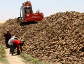 سكر الصعيد.. موسم حصاد البنجر بأحدث الآلات في صحراء الوجه القبلي