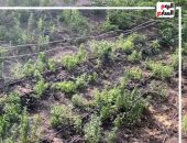 لمرضى السكرى والسمنة.. "الاستيفيا" بديل السكر من فوق سطح بيتك 