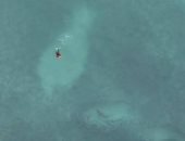 فيديو لأسماك القرش تسبح قرب راكبي الأمواج والسباحين في أستراليا
