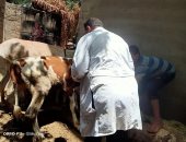 تحصين 143 ألفا و971 رأس ماشية ضد مرض الحمى القلاعية بالمنوفية.. صور