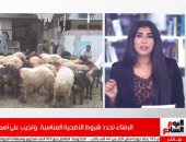 بخطوات بسيطة.. إعرف إزاى تشترى خروف العيد بالتقسيط على 6 شهور.. فيديو