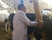 تحصين 6609 رأس ماشية وأغنام ضد مرض الحمى القلاعية بمطروح