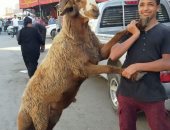 أضخم خروف بمدبح السيدة زينب وزنه 120 كيلو.. فيديو وصور