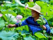 فعاليات مهرجان حصاد زهرة اللوتس فى الصين..ألبوم صور