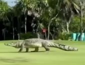 تمساح يقتحم ملعب جولف فى المكسيك.. فيديو
