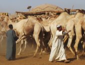 تعرف على موعد آخر سوق للجمال فى أسوان قبل عيد الأضحى