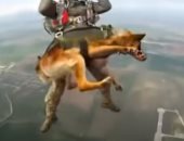 روسيا تدرب الكلاب على القفز بالمظلات من ارتفاع 4 آلاف متر.. فيديو وصور