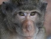 ظهور 16 حالة جديدة من جدري القردة في إنجلترا